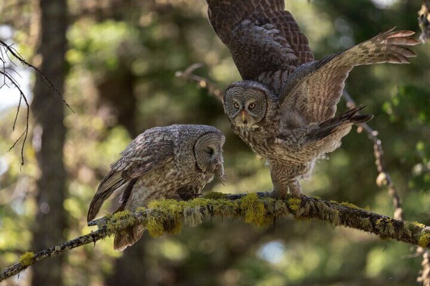 Great Grey mating pair food exchange 