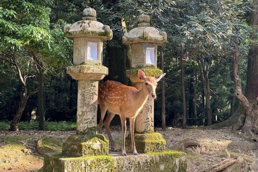 Half-Day Private Kasuga Taisha Shrine Tour in Nara 