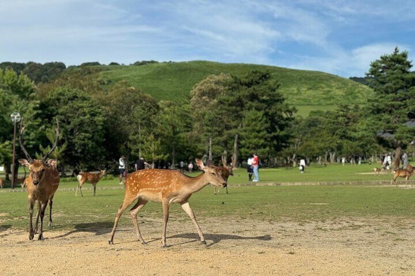 Half-Day Private Kasuga Taisha Shrine Tour in Nara 