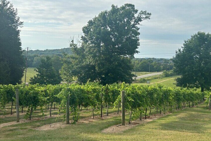 Private Half Day Wine and Dine Tour from Nashville