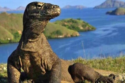 3 Days 2 Night Labuan Bajo Komodo National Park Sunset Tour