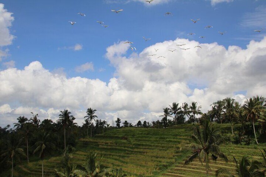 rice terracces jatiluwih