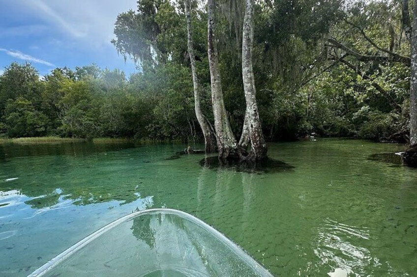 Private Guided Clear Kayak/Paddleboard Rentals on Rainbow River