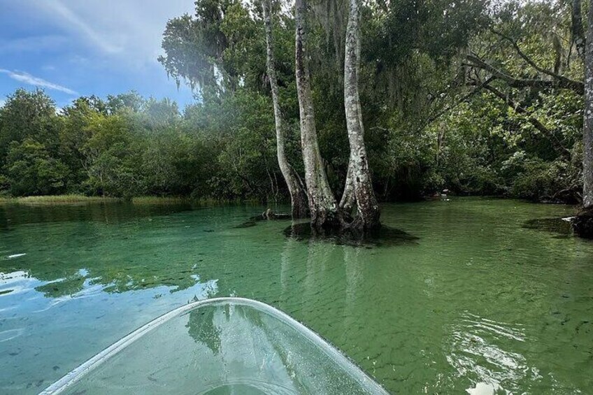Private Guided Clear Kayak/Paddleboard Rentals on Rainbow River