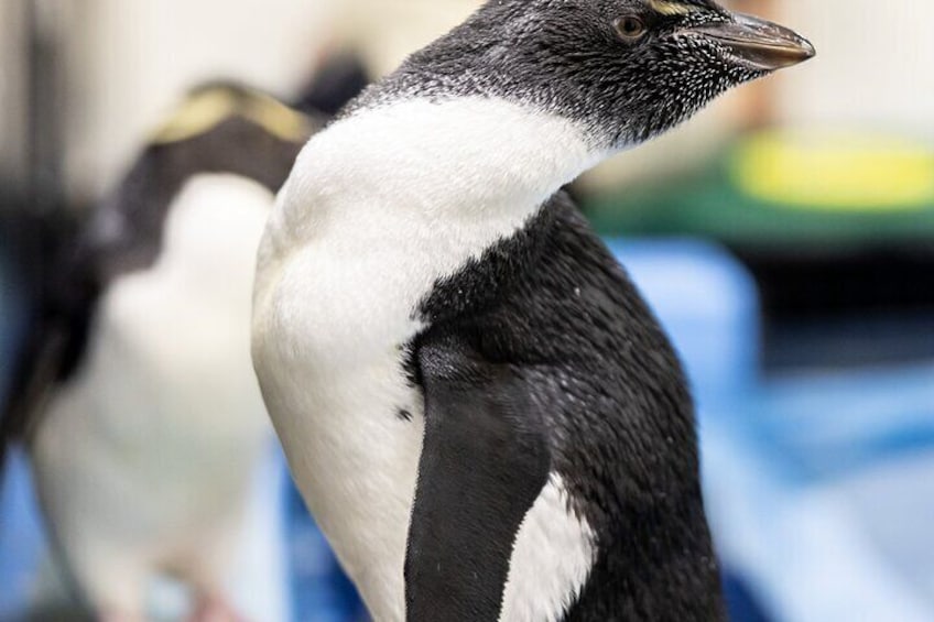 Full Day Private Cape Peninsula and Boulders Beach Tour