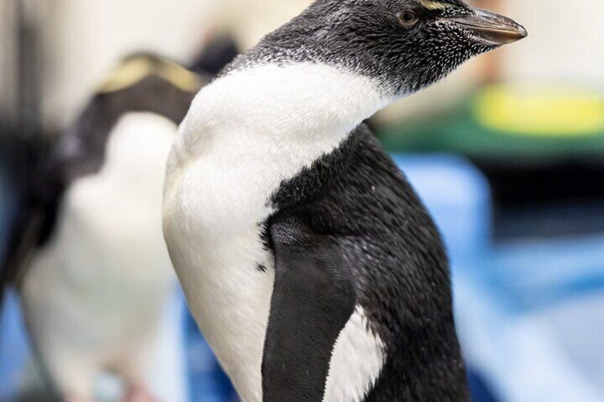Full Day Private Cape Peninsula and Boulders Beach Tour