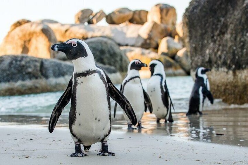 Full Day Private Cape Peninsula and Boulders Beach Tour