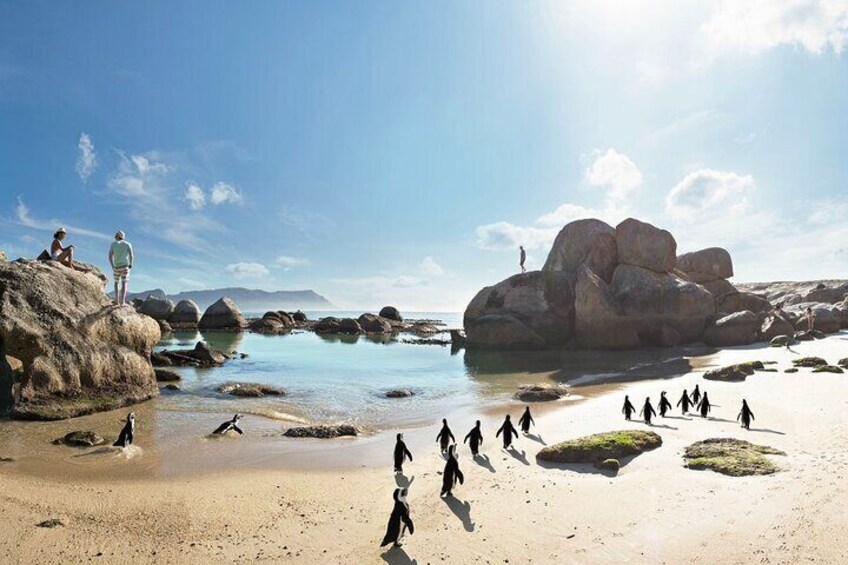 Full Day Private Cape Peninsula and Boulders Beach Tour