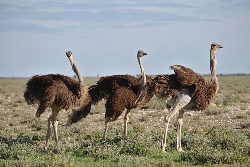 3 Day Garden Route Private Tour