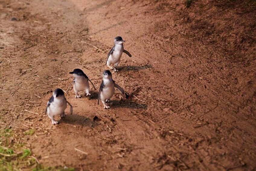 Melbourne Puffing Billy and Penguin Parade Day Tour