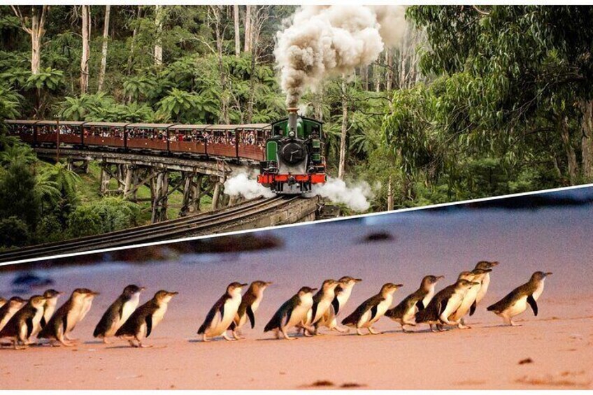 Melbourne Puffing Billy and Penguin Parade Day Tour