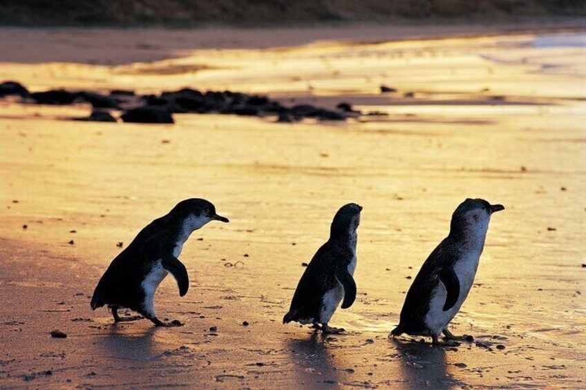Puffing Billy and Penguin Parade Day Tour From Melbourne