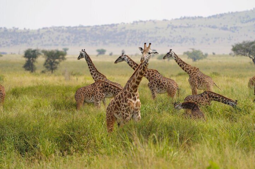 Day Trip Safari from Zanzibar to Mikumi National Park