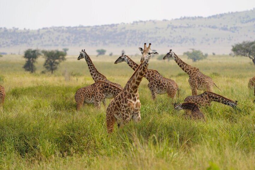 Day Trip Safari from Zanzibar to Mikumi National Park