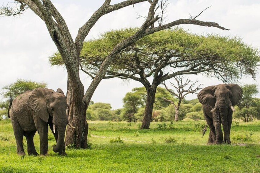 Tarangire National Park and Maasai Village Safari Tour