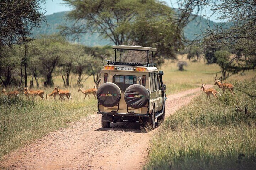 Tarangire National Park and Maasai Village Safari Tour