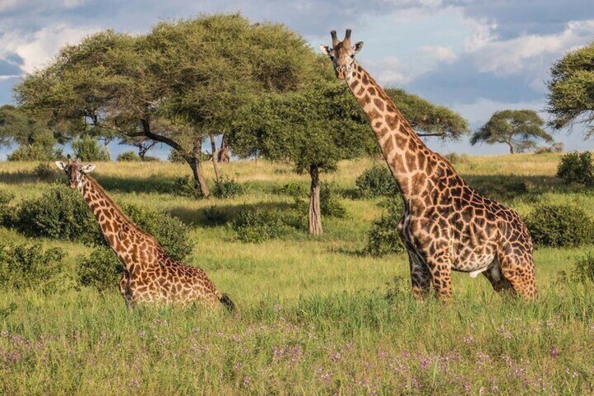 Tarangire National Park and Maasai Village Safari Tour