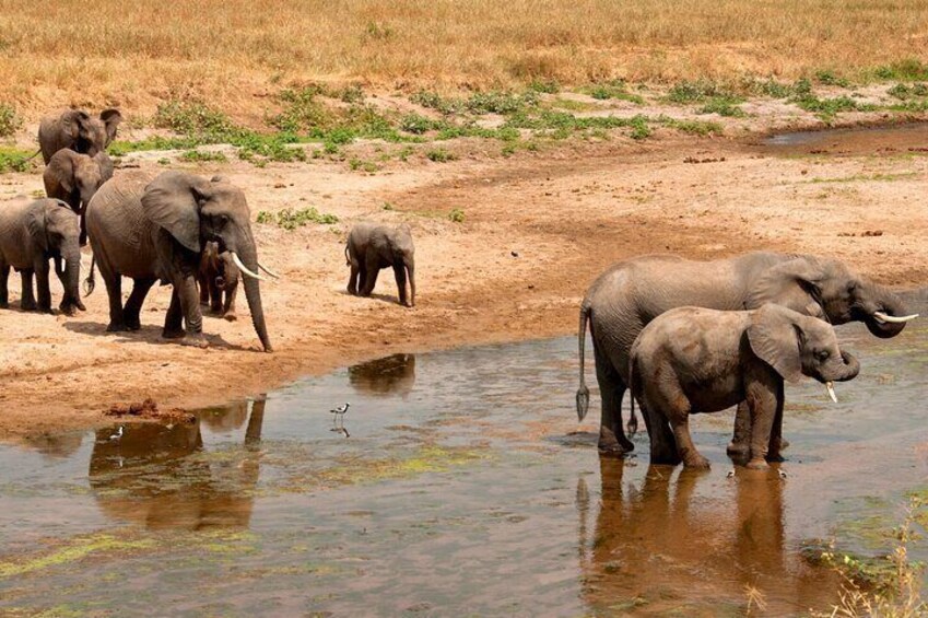 Tarangire National Park and Maasai Village Safari Tour