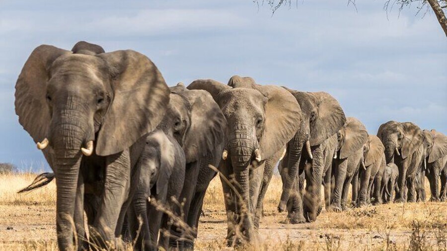 Tarangire National Park and Maasai Village Safari Tour