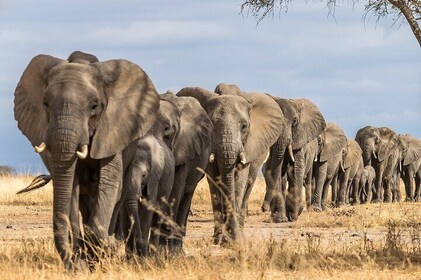 Tarangire National Park and Maasai Village Safari Tour