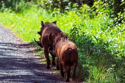 Maasai Mara private safari 7 days tour