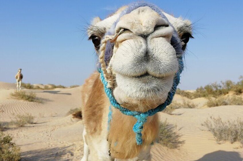 Private Camel Ride in Douz