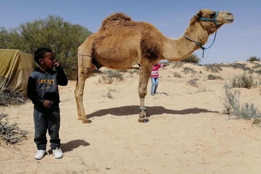 Private Camel Ride in Douz