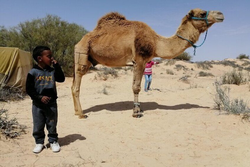 Private Camel Ride in Douz