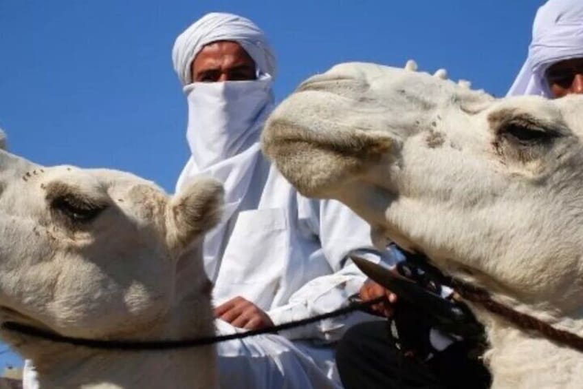 Private Camel Ride in Douz