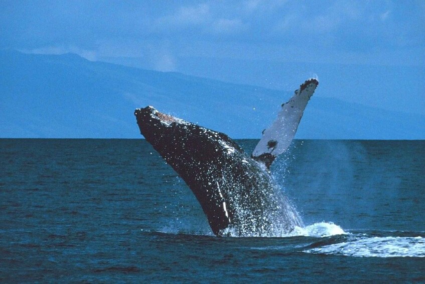 Picture 3 for Activity La Romana: Whale-Watching Cruise & Cayo Levantado Day Trip