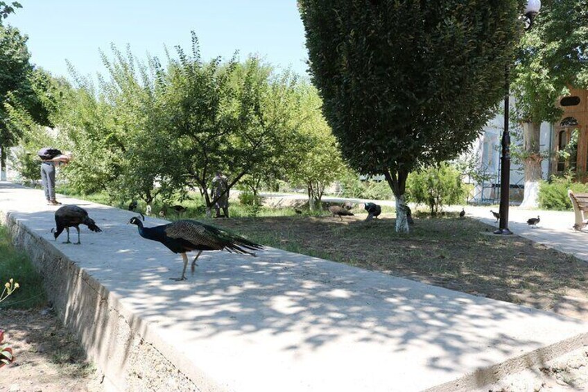 Bukhara Surroundings: Guided Excursion Around the City.