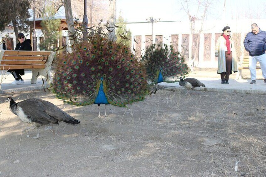 Guided tour outside Bukhara city.