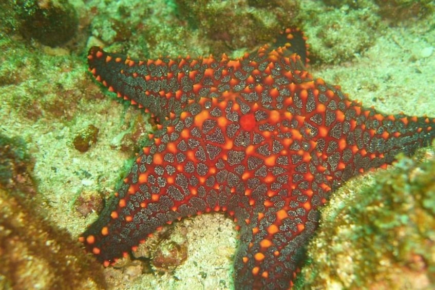 Picture 3 for Activity Tamarindo: Guided Snorkeling Tour with Marine Life Spotting