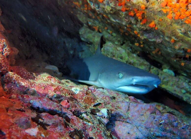 Picture 7 for Activity Tamarindo: Guided Snorkeling Tour with Marine Life Spotting