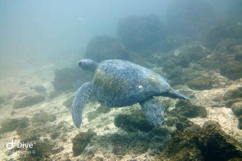 Picture 9 for Activity Tamarindo: Guided Snorkeling Tour with Marine Life Spotting