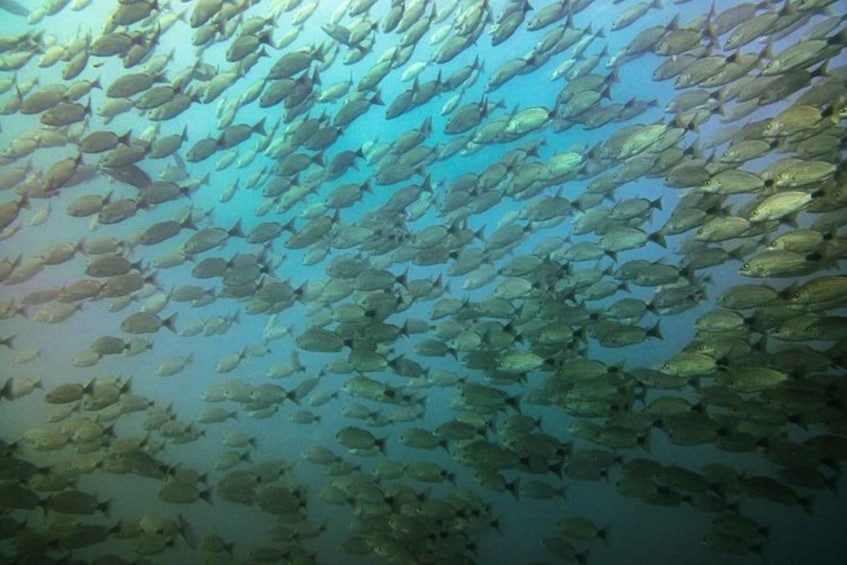 Picture 5 for Activity Tamarindo: Guided Snorkeling Tour with Marine Life Spotting