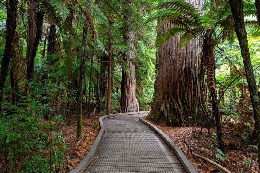 Private Tour Rotorua Waiotapu Redwood Forest and Polynesian Spa