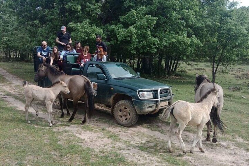 Visit Paleolítico Vivo 4x4