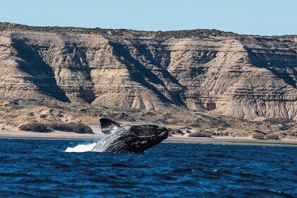 Peninsula Valdés - EARLY BOOKING -20 OFF - for Cruise Passengers