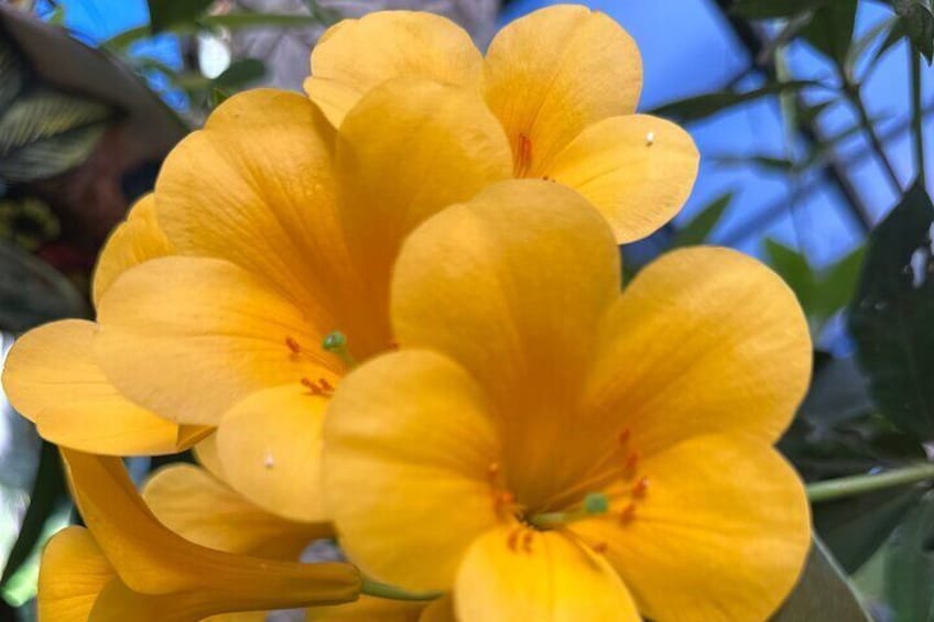 1/2 Day Puerto Vallarta Botanical Garden tour by Biologist Guide