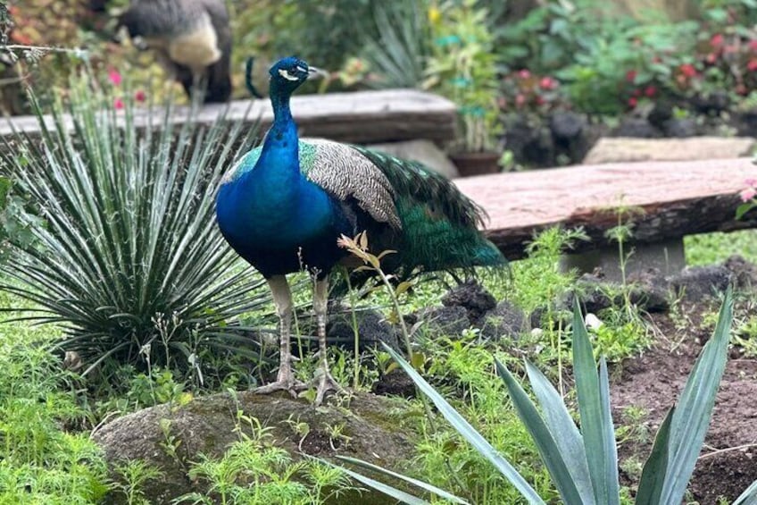 Plethera of wildlife at the Botanical Gardens