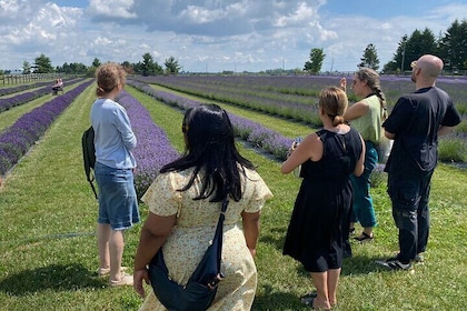 Scenic Lavender Farm and Hidden Gems Tour with Lunch from Toronto