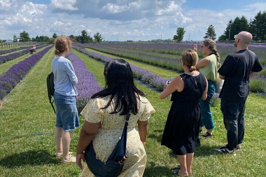 Touring Ontario Lavender Fields