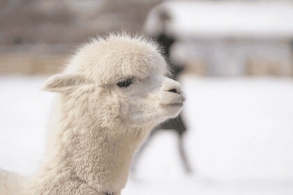 Seoul: SnowyLand in Vivaldi Park with Nami or Alpaca