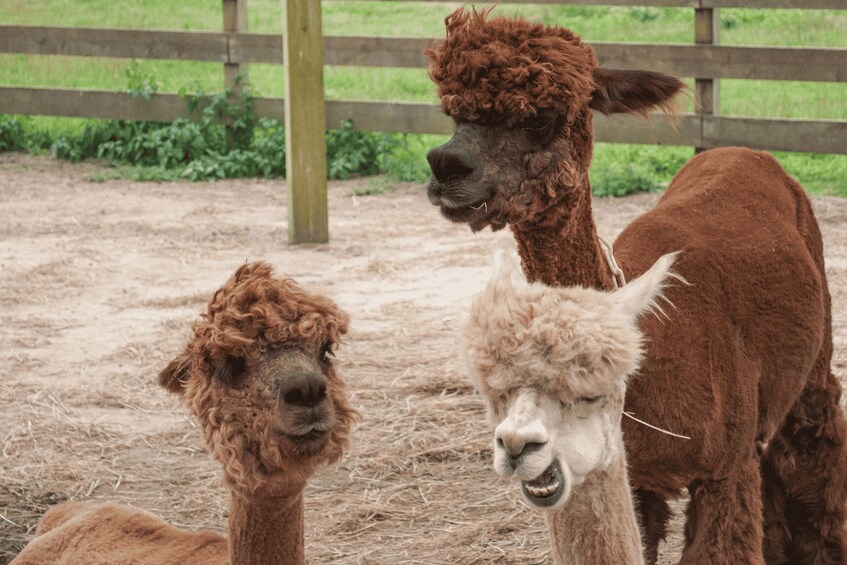 Picture 7 for Activity Seoul: SnowyLand in Vivaldi Park with Nami or Alpaca