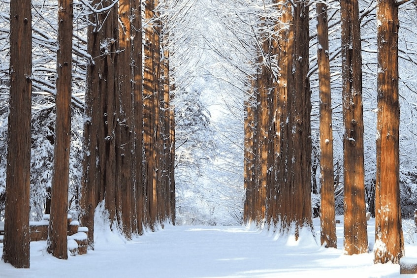 Picture 2 for Activity Seoul: SnowyLand in Vivaldi Park with Nami or Alpaca