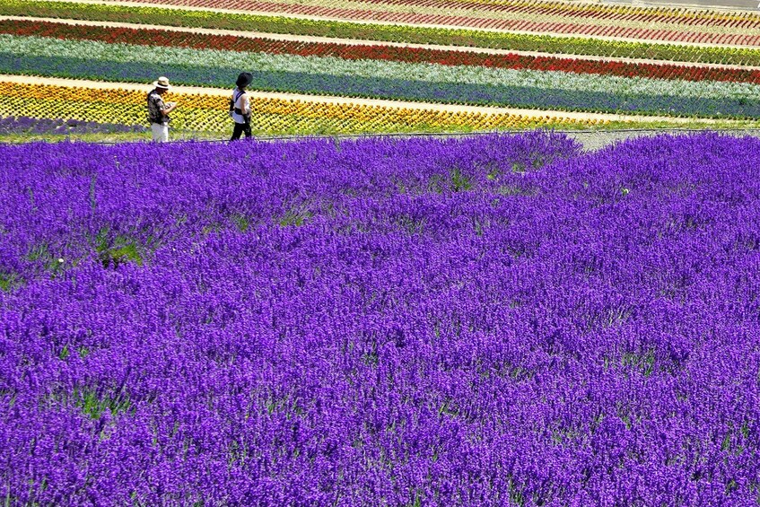 Furano and Biei Tour: Discovering the Vibrant Fields of Hokkaido