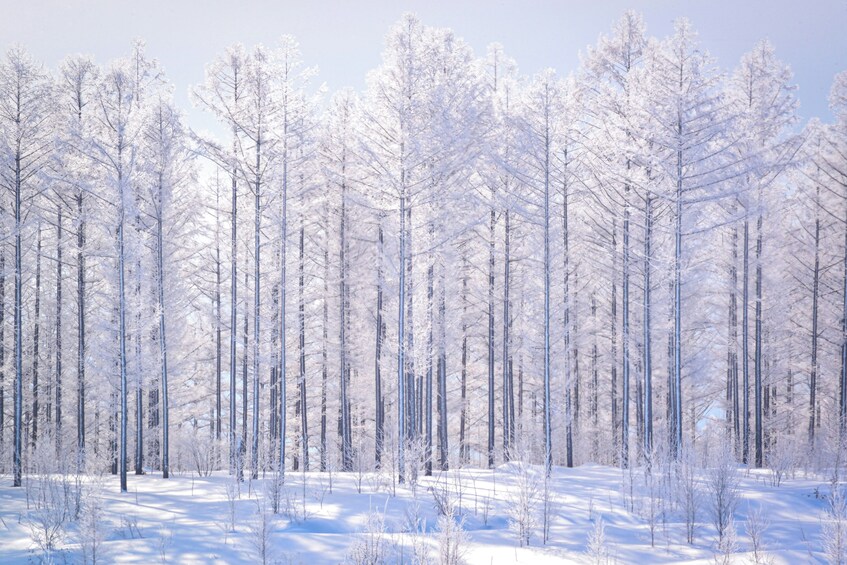 Furano and Biei Tour: Discovering the Vibrant Fields of Hokkaido