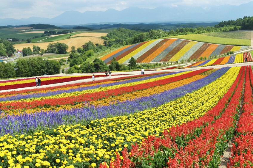 Furano and Biei Tour: Discovering the Vibrant Fields of Hokkaido