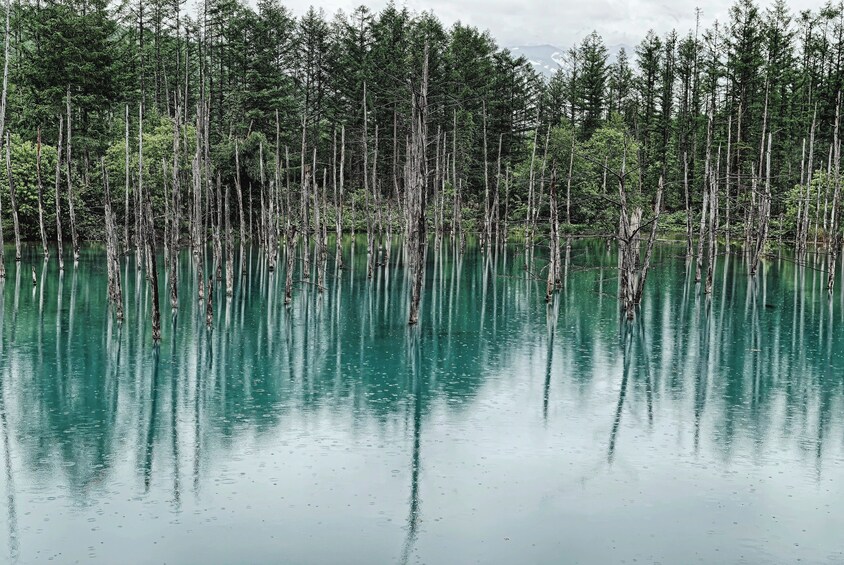 Furano and Biei Tour: Discovering the Vibrant Fields of Hokkaido